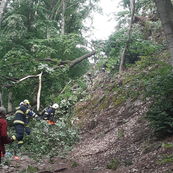 Odklízení následků vichřice na Bezdězu Odklízení následků vichřice na Bezdězu